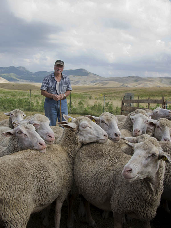rassegna degli ovini a campo imperatore